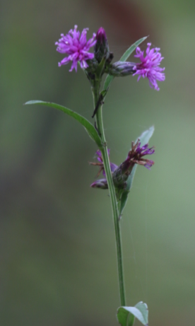 Serratula tinctoria